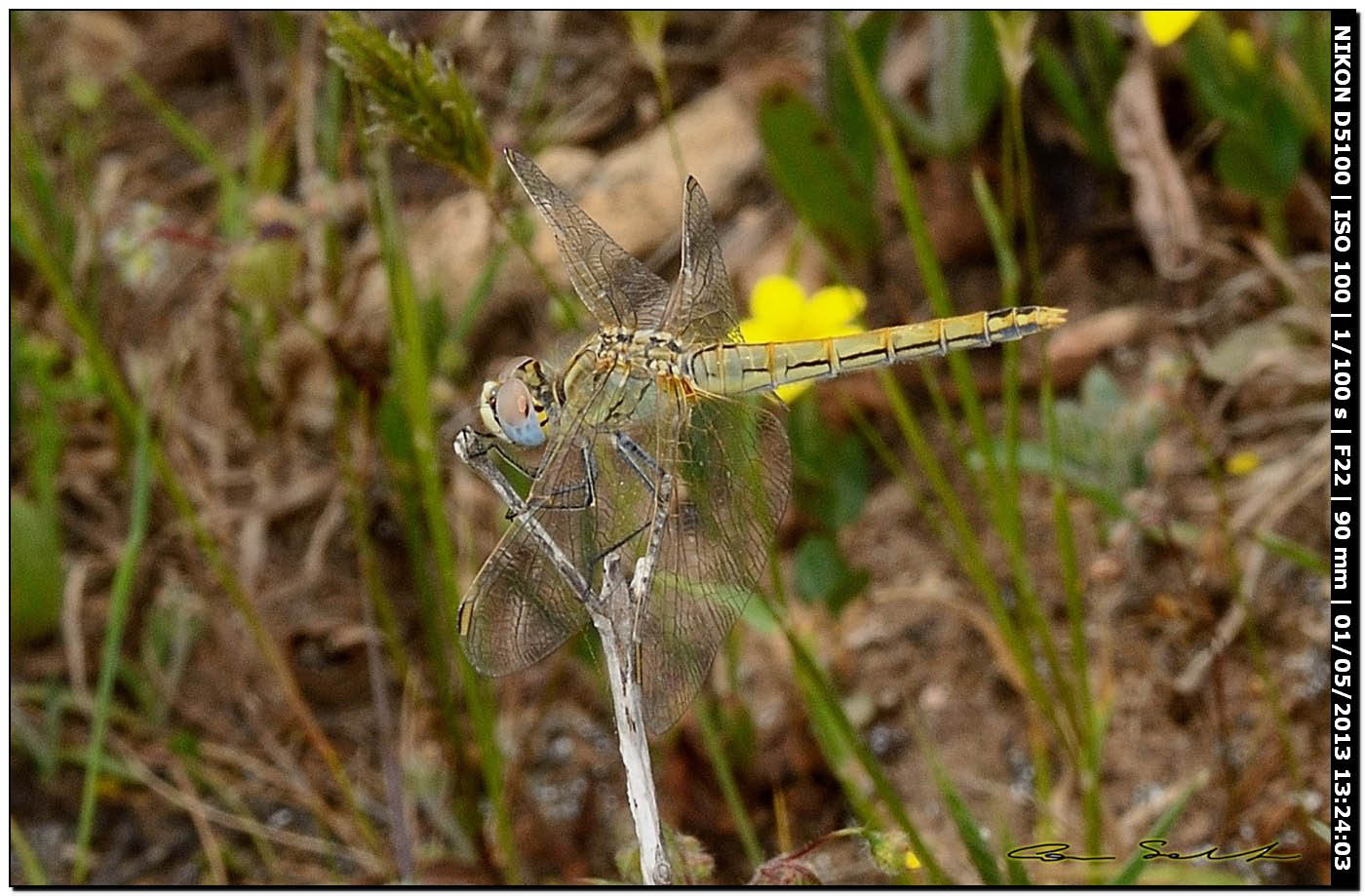 Sympetrum fonscolombii